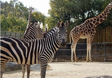 高知県立のいち動物公園