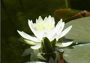 北川村 モネの庭 マルモッタン